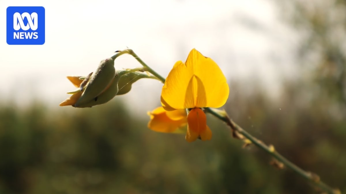 Vibrant golden yellow sunn hemp flowers growing in agricultural field with green foliage