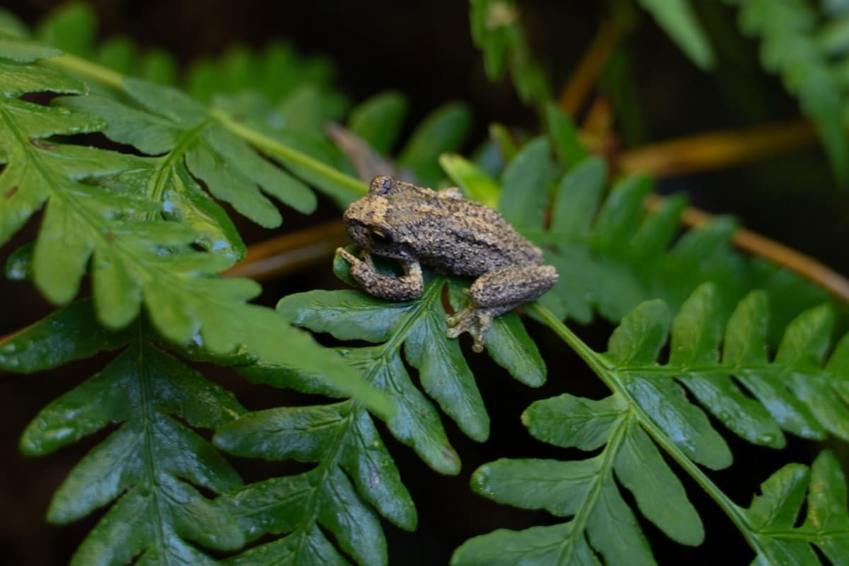 1,400 Endangered Frogs Released After Black Summer Fires - Image 4