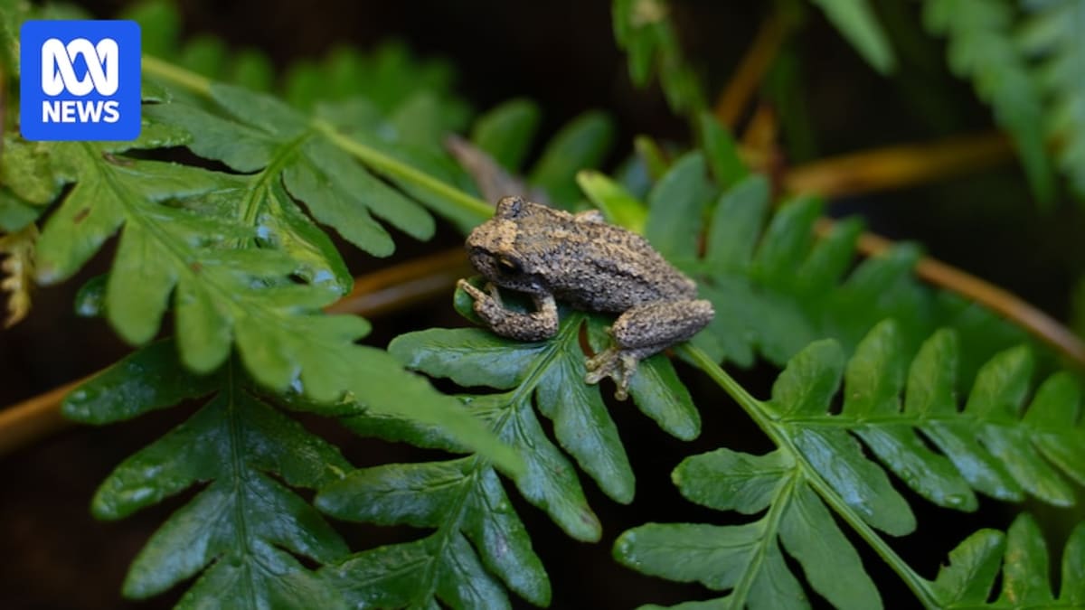 Small brown Watson's tree frog with bright orange thighs being held by researcher