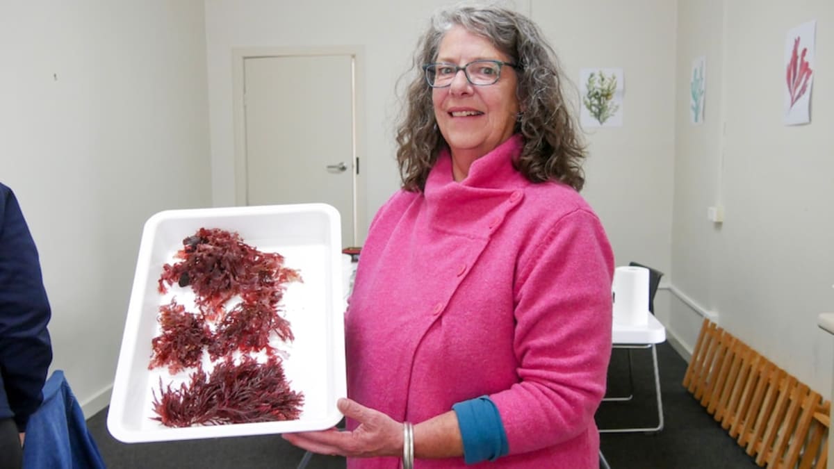 Aussie Town Launches Seaweed Festival to Protect Ocean Life - Image 2