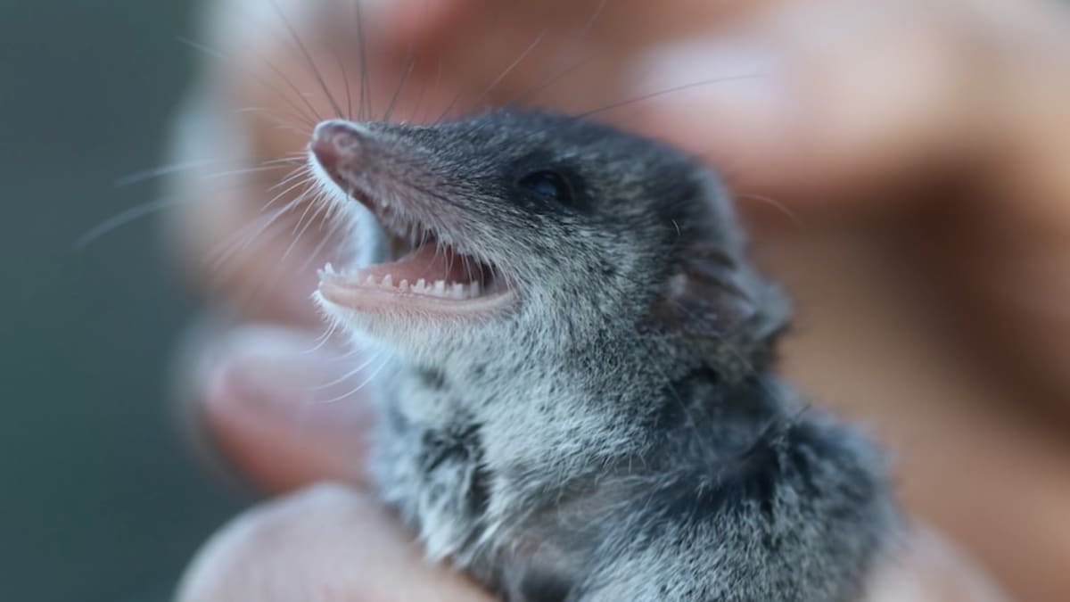 Tiny Marsupials Thrive in Fire-Proof Homes After Bushfire - Image 2