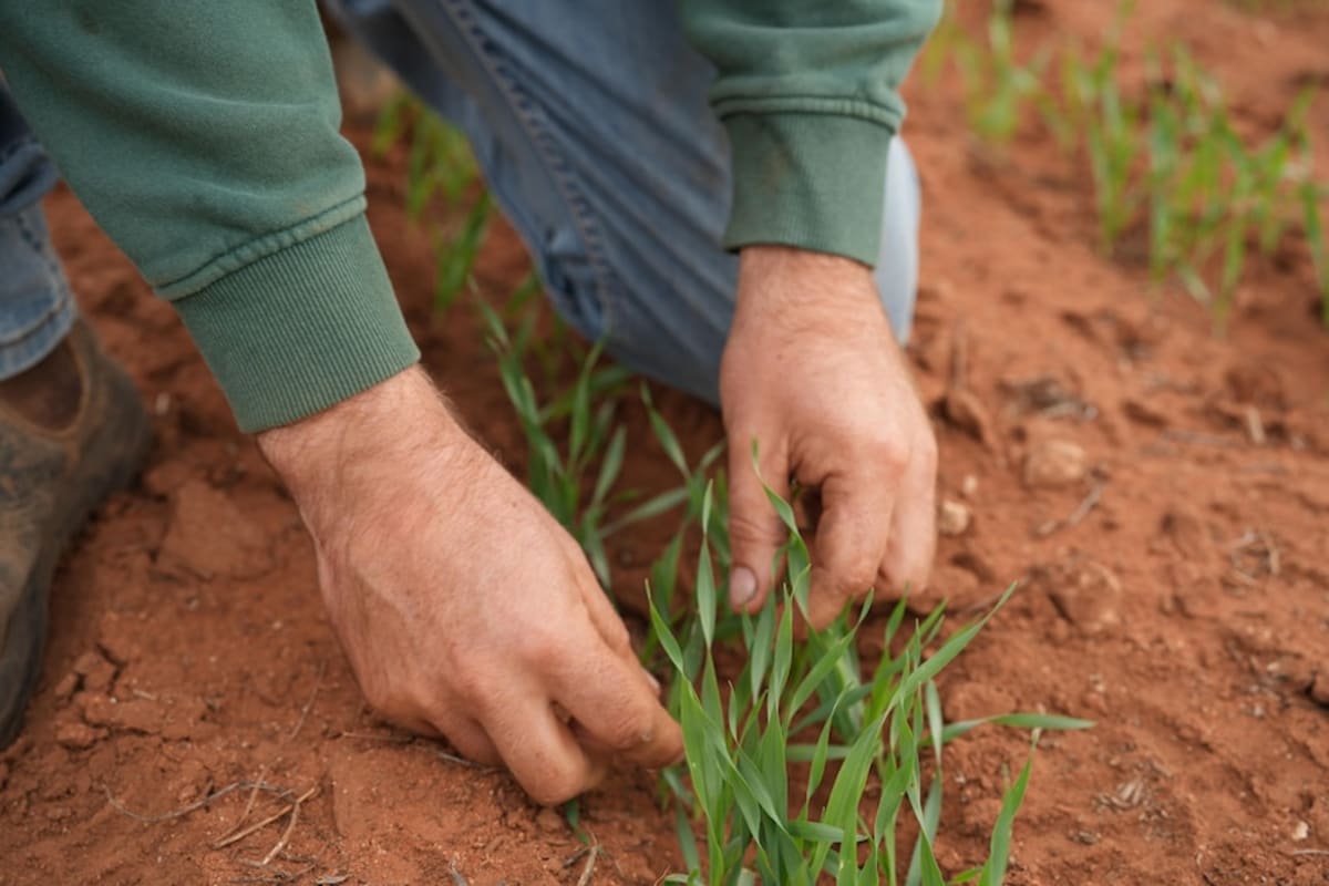 Record Rain Transforms South Australian Farms in Weeks - Image 5