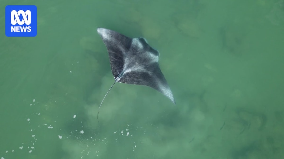 Darwin Harbour Rivals Ningaloo Reef for Marine Biodiversity