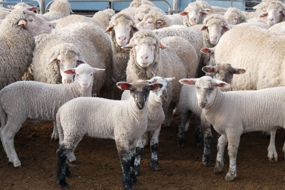 Australia Sheep Farm Sees Twin Lambs Boom After Rain - Image 5