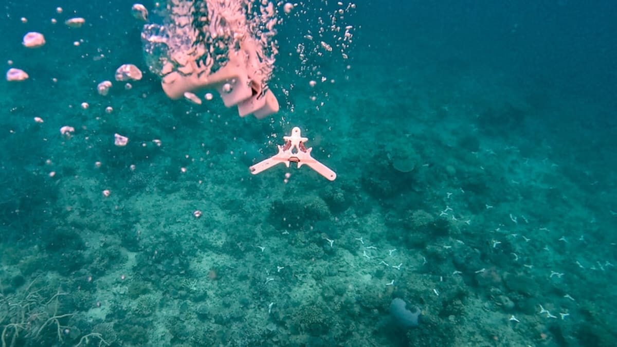 40,000 Baby Corals Transplanted to Great Barrier Reef - Image 3