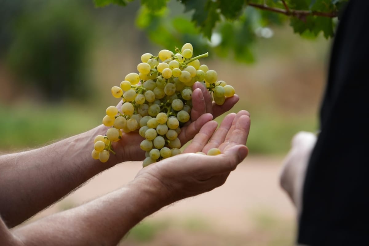 Ancient Grape Cuts Water Use 75% in Drought-Hit Australia - Image 3