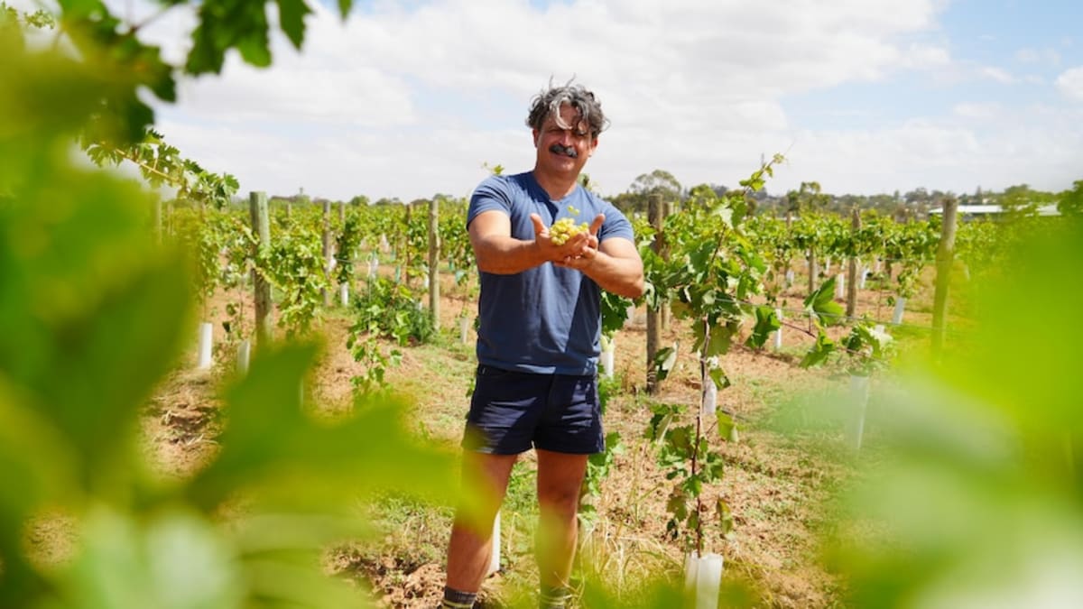 Ancient Grape Cuts Water Use 75% in Drought-Hit Australia - Image 2