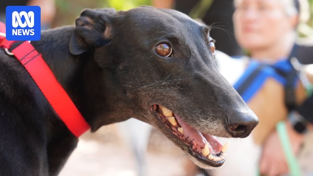 ** Retired greyhound dog resting peacefully indoors as beloved family pet after racing career