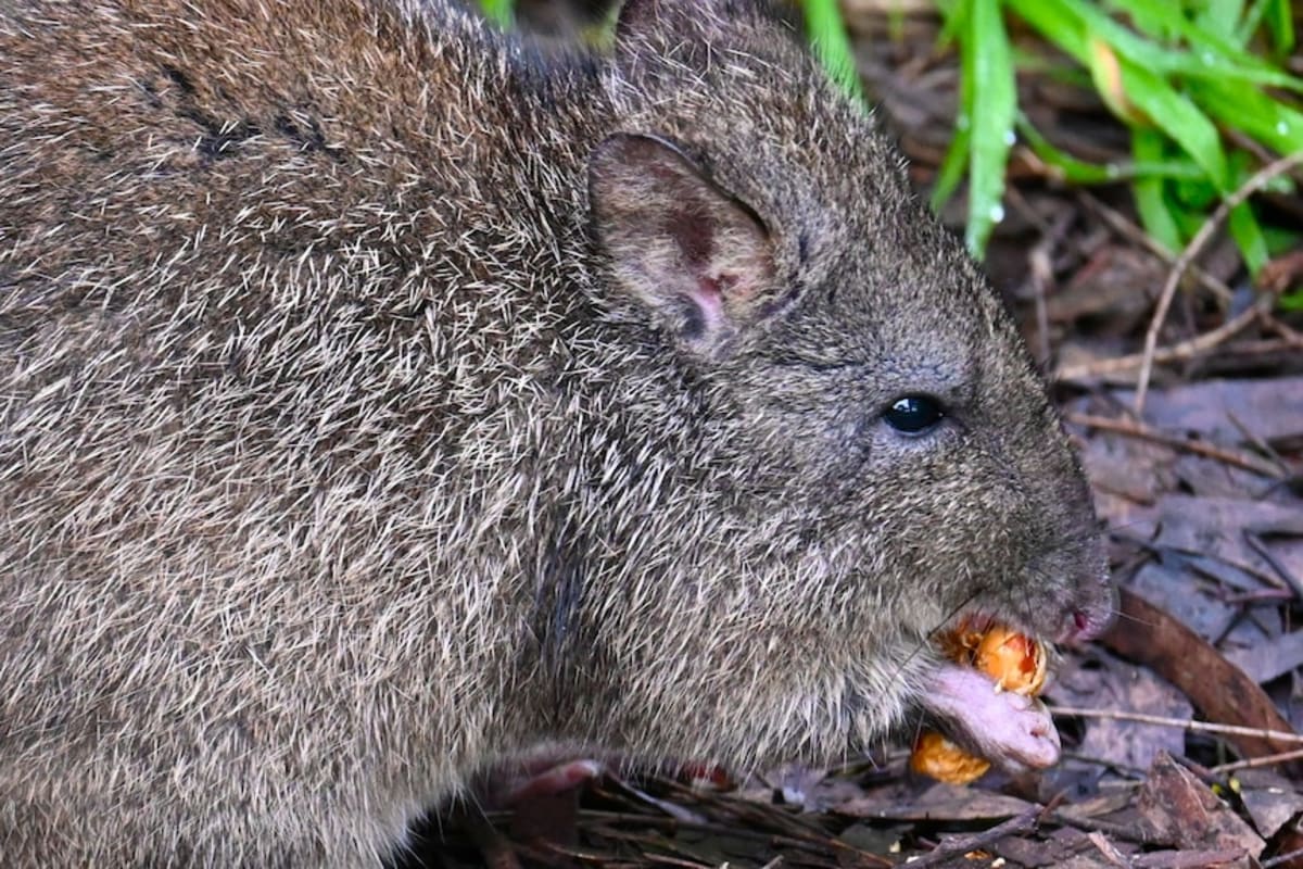 Students Save Orphaned Potoroo with Handmade Pouches - Image 5