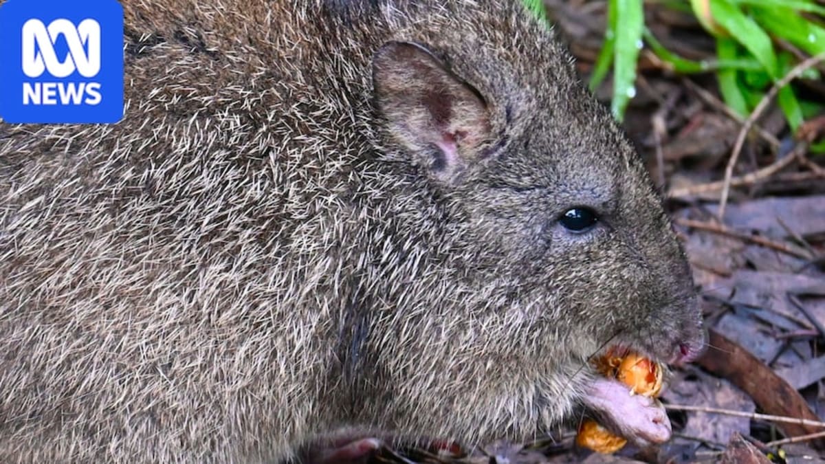 Small brown long-nosed potoroo being hand-fed by wildlife ranger in outdoor sanctuary