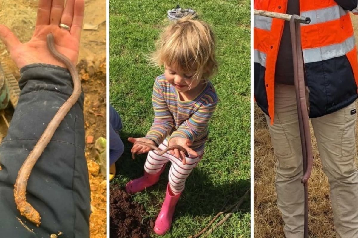 Giant Earthworms in South Australia May Be New Species - Image 4