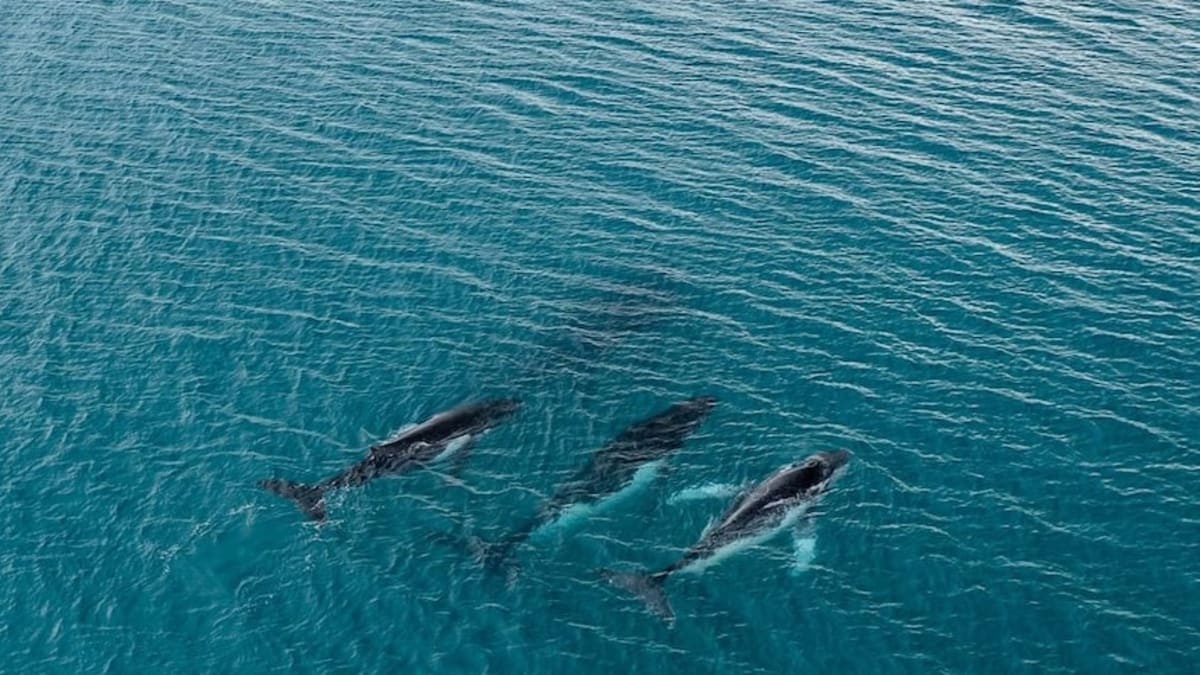 Whales Travel Record 15,100km Between Brazil and Australia - Image 3