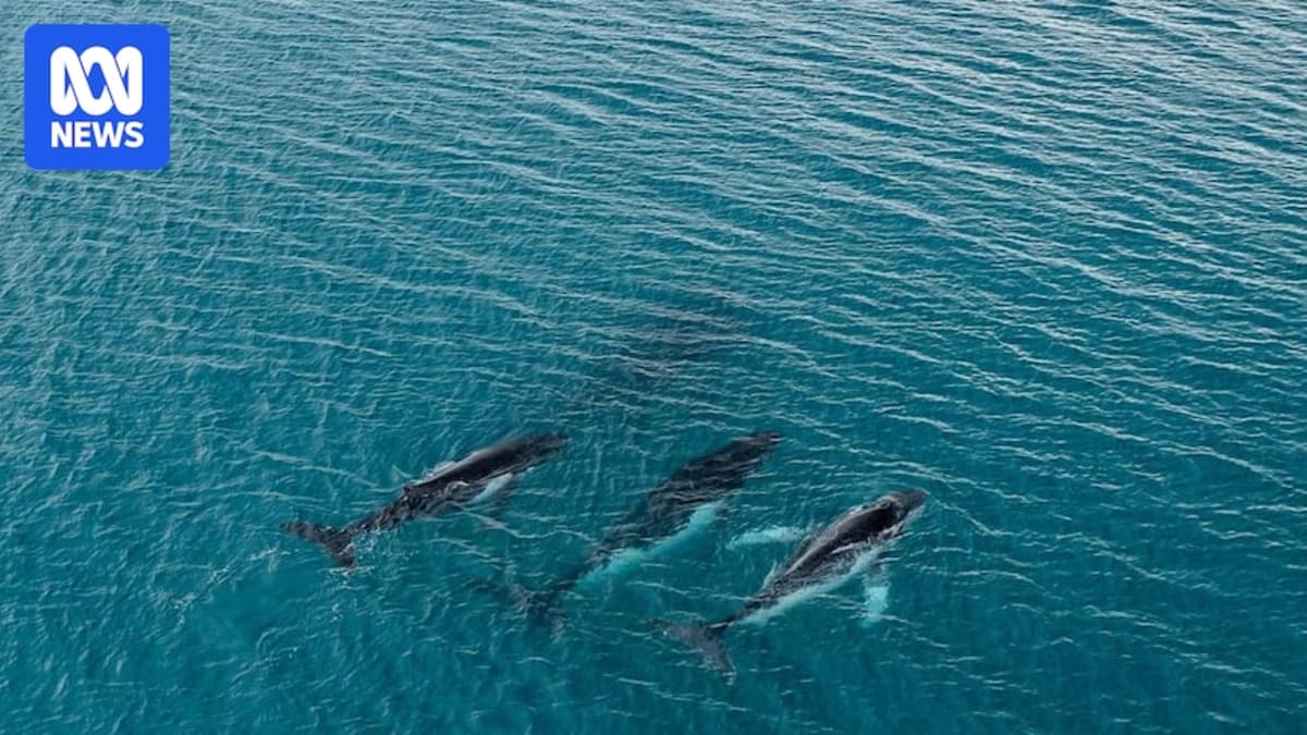 Whales Travel Record 15,100km Between Brazil and Australia