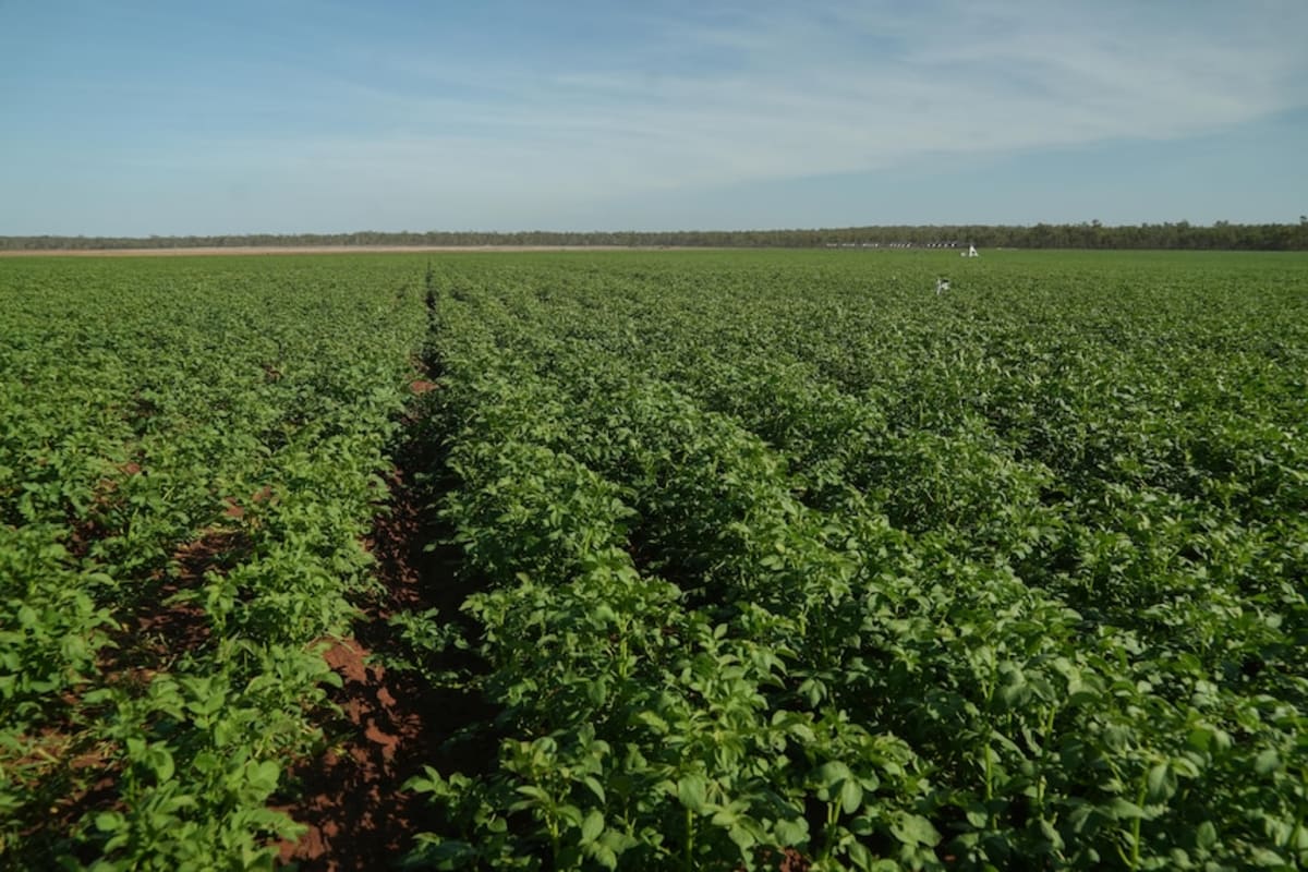 Australia's Top End Grows First Potato Crop in 20 Years - Image 5