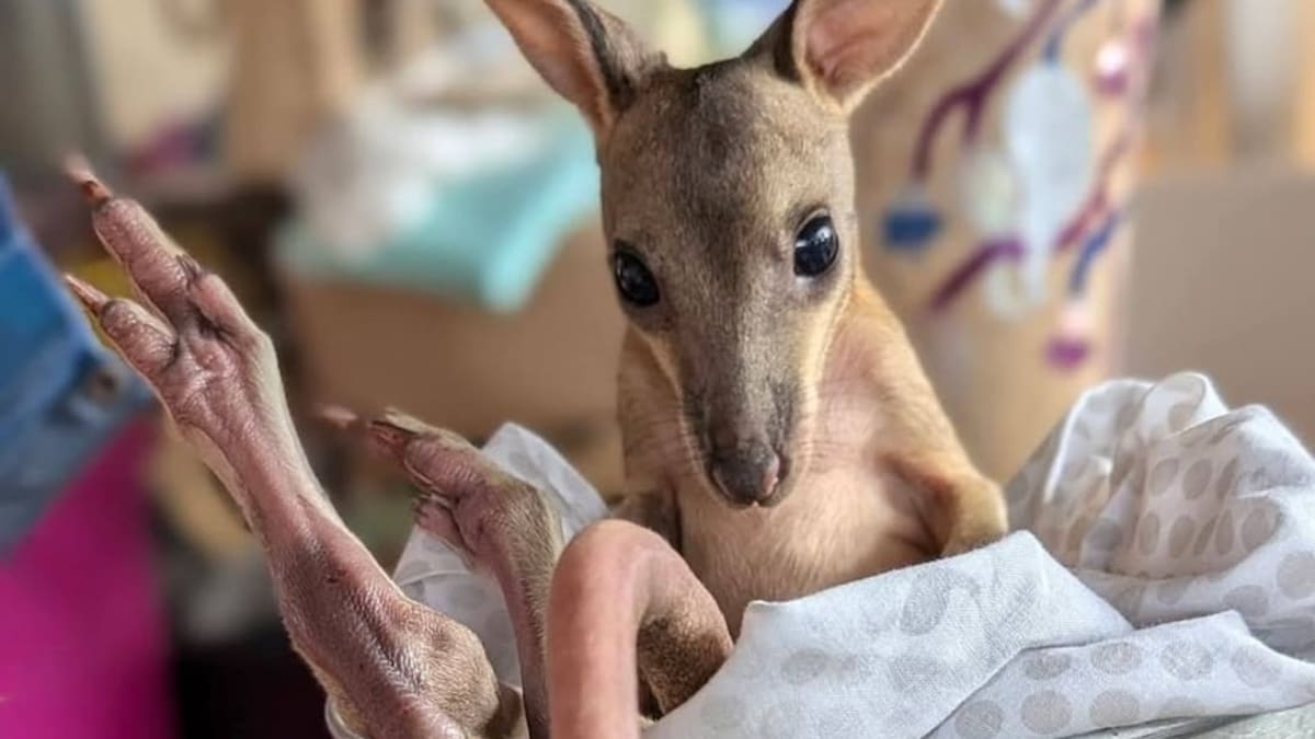 Tiny Wallaby Returns Home After 1,000km Rescue Journey - Image 2