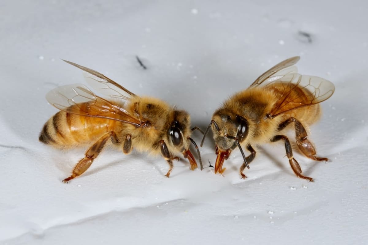 New Biopesticide Gives Beekeepers Hope Against Varroa Mite - Image 5