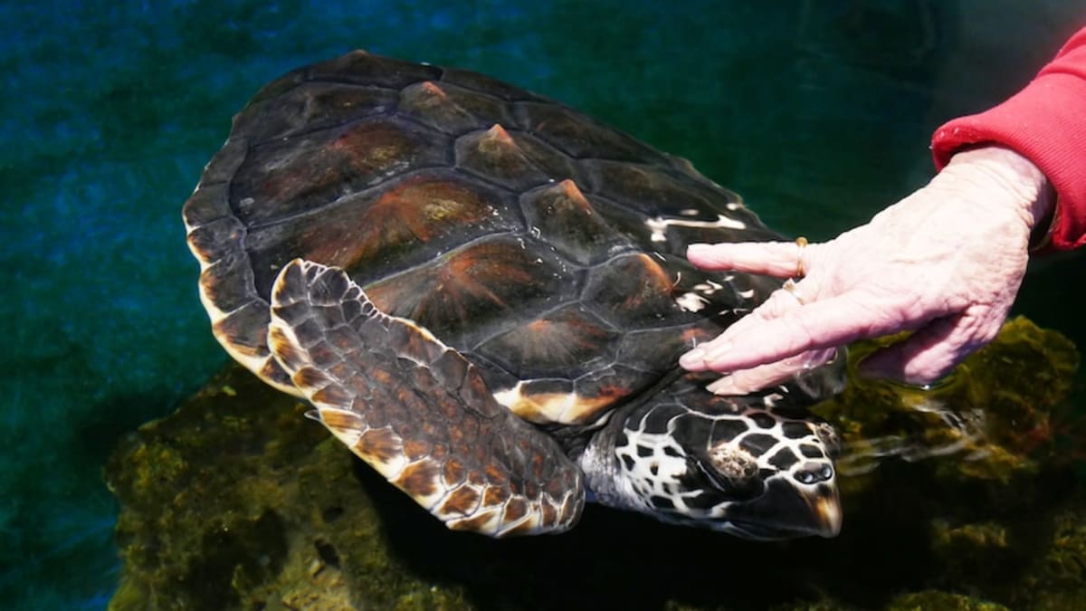 Two Rescued Baby Turtles Begin 1,400km Journey Home - Image 2