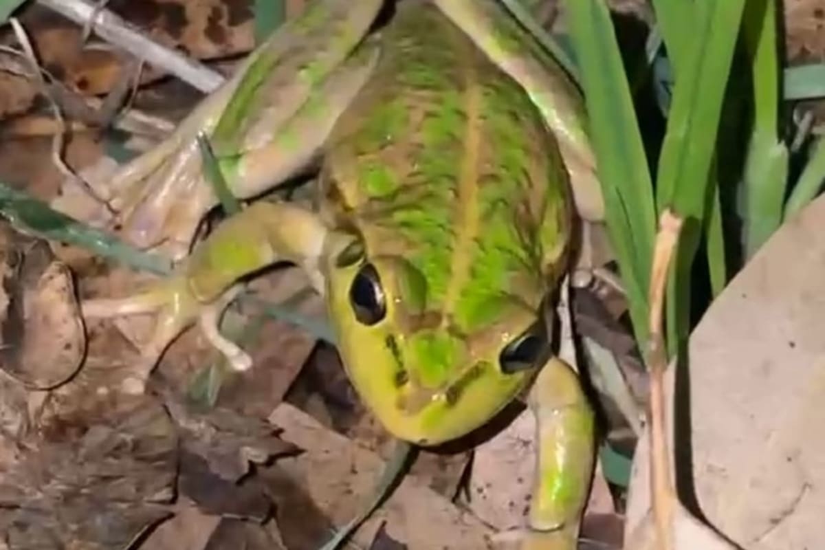 Live Frog Survives 700km Journey in Lettuce Bag - Image 4