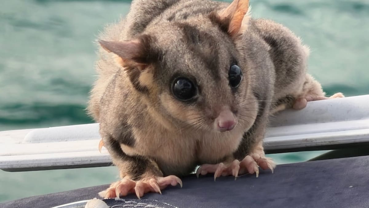 Stowaway Sugar Glider Rescued After Sailing Moreton Bay - Image 3