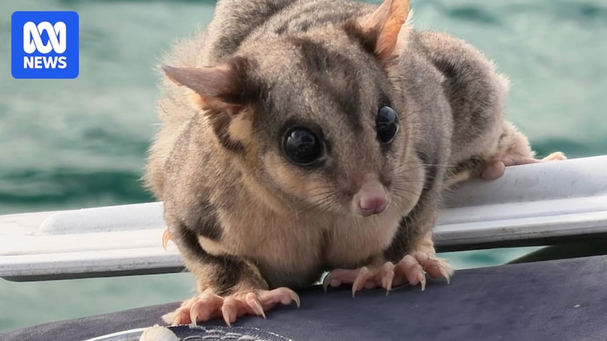 Stowaway Sugar Glider Rescued After Sailing Moreton Bay