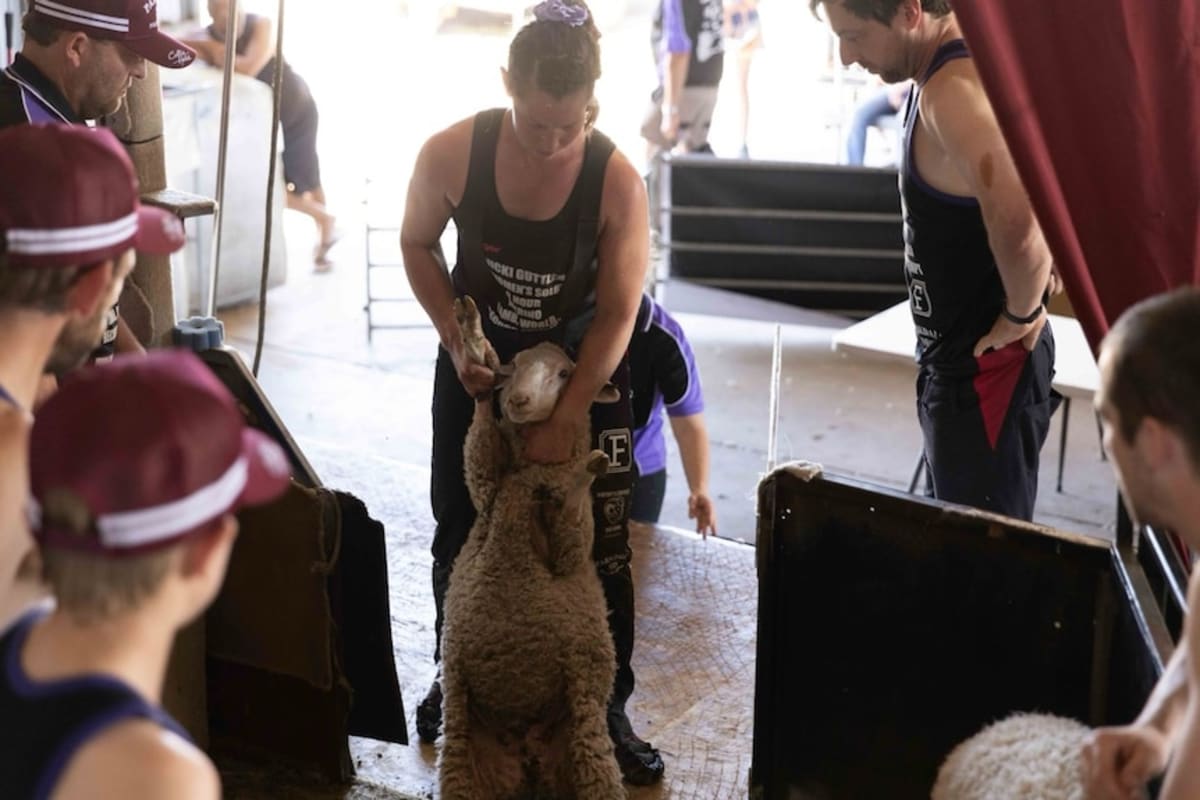 Woman Wins Two Open Shearing Titles Months After Injury - Image 4