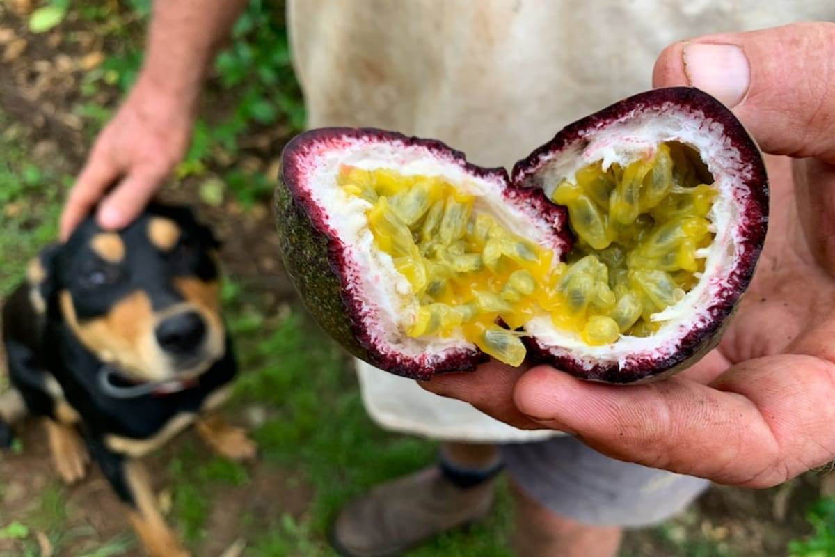 Australia Saves Purple Passionfruit With Breeding Win - Image 4