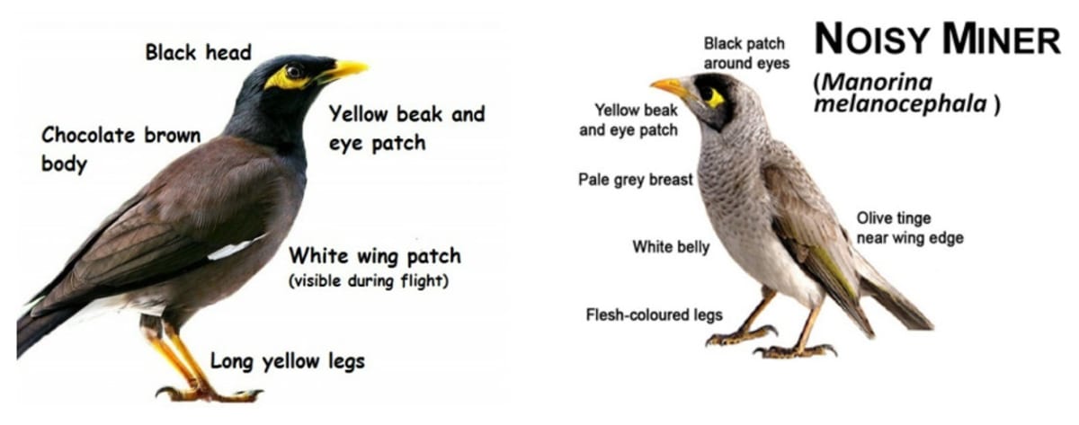 Queensland Town Traps 80 Invasive Birds in DIY Program - Image 5
