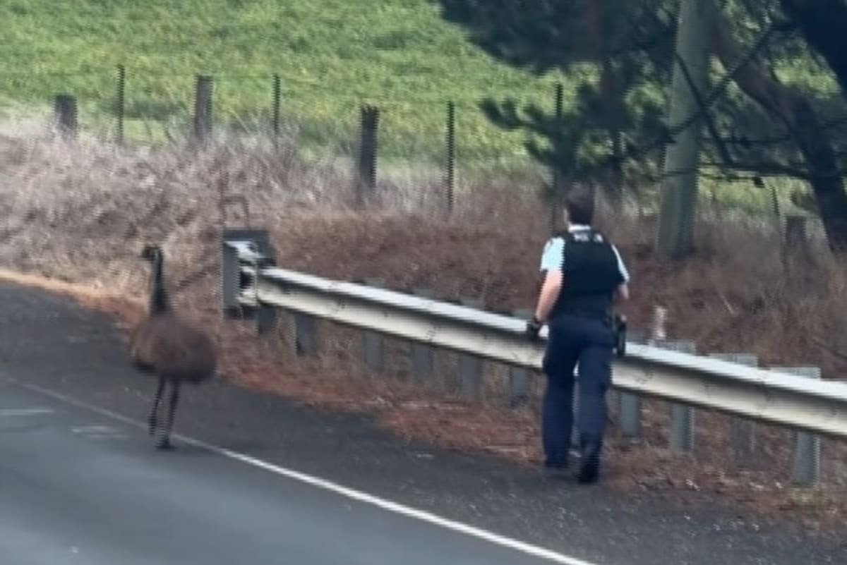NSW Police Officer Chases Runaway Emu Off Busy Road - Image 3