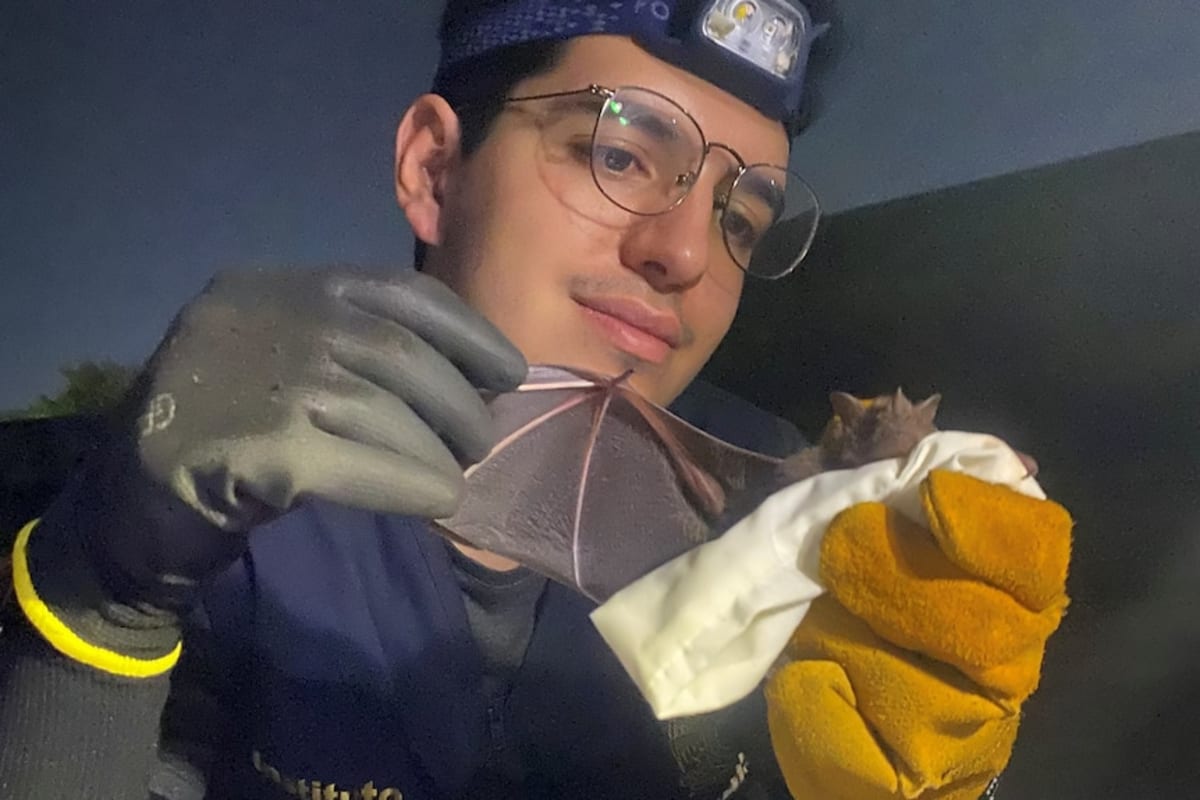 Australian Bat Poop Worth $955M to Forests - Image 5