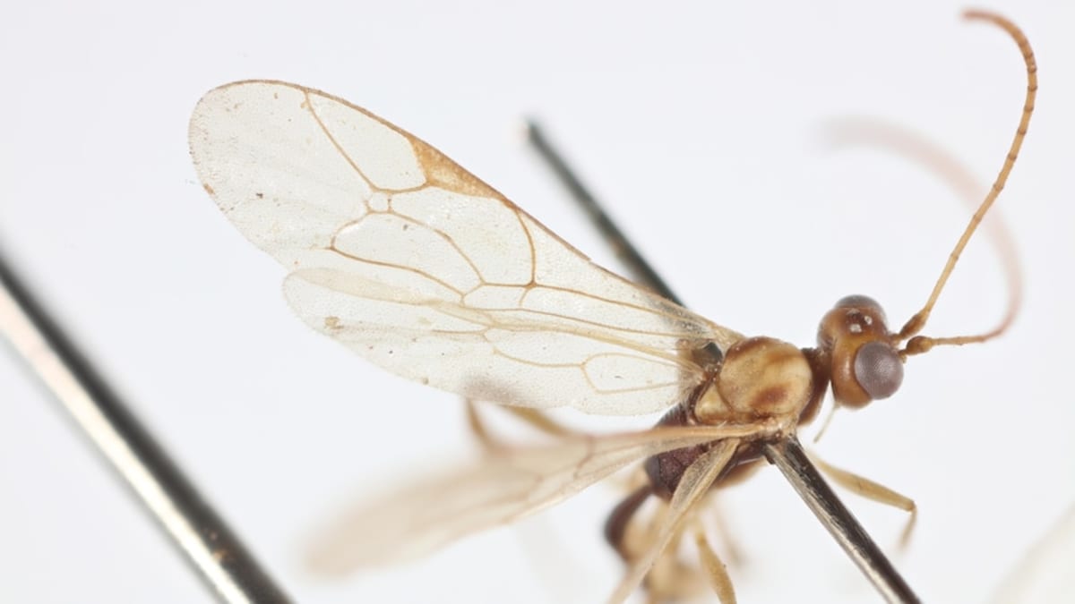 New Wasp Named for David Attenborough's 100th Birthday - Image 2