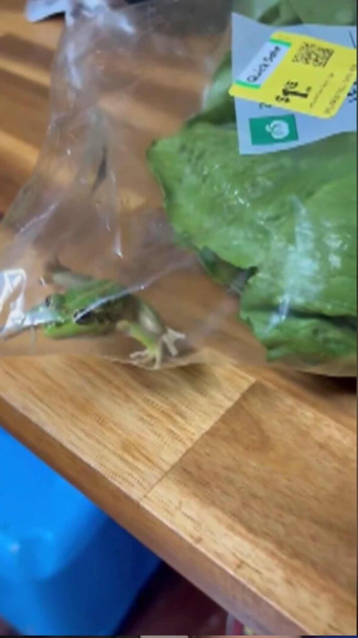 Live Frog Survives 700km Journey in Lettuce Bag - Image 2
