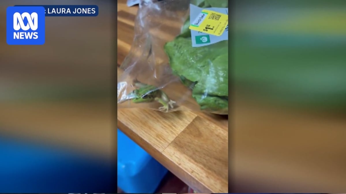 Small green frog visible inside sealed plastic bag of fresh lettuce leaves