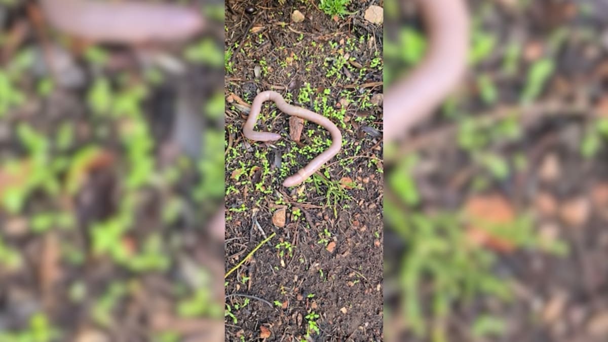 Giant Earthworms in South Australia May Be New Species - Image 5
