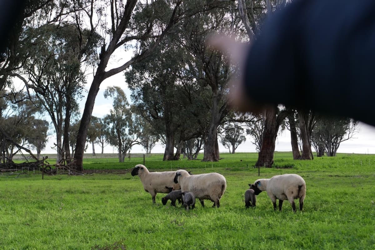 11-Year-Old Runs Sheep Stud to Save Heritage Breed - Image 5