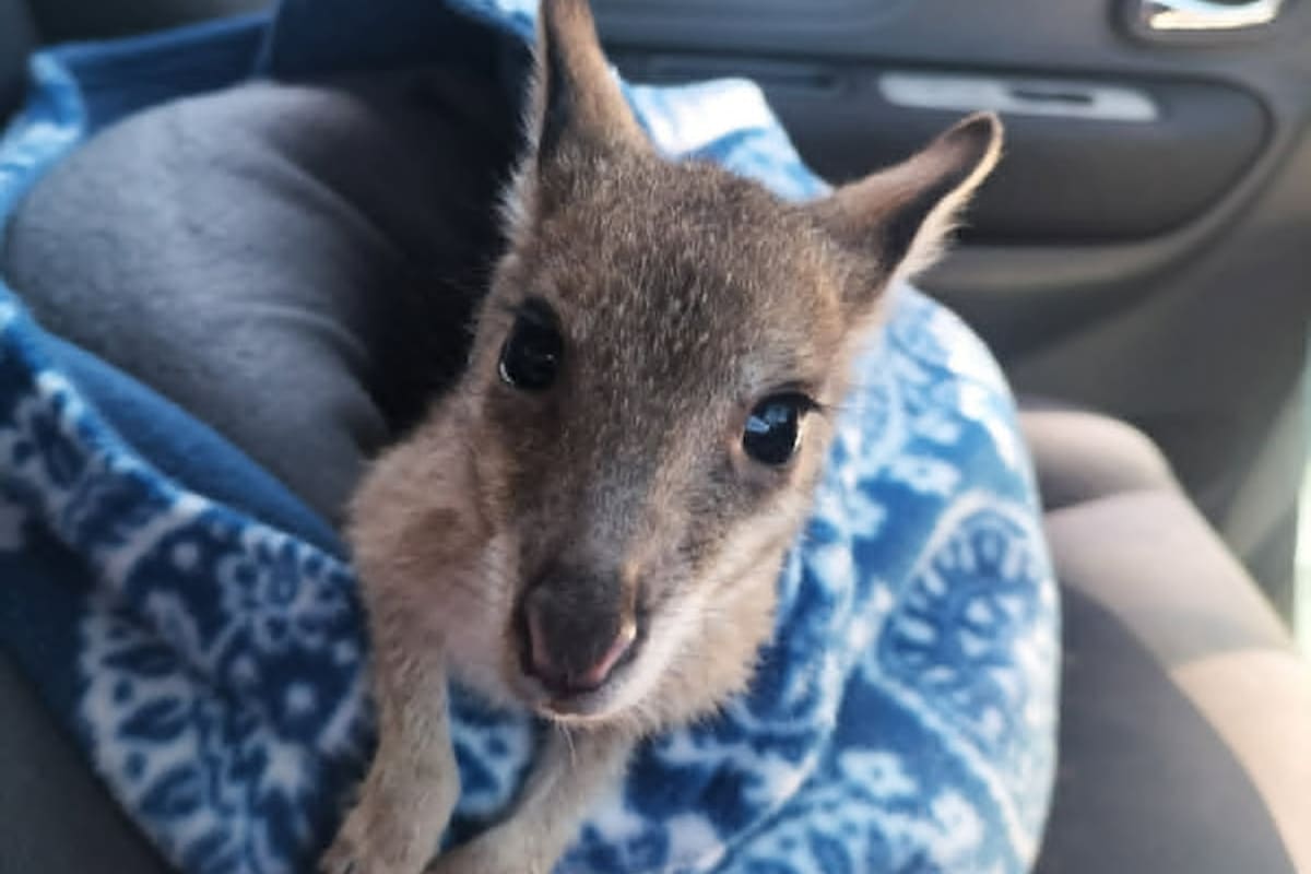 Tiny Wallaby Returns Home After 1,000km Rescue Journey - Image 5