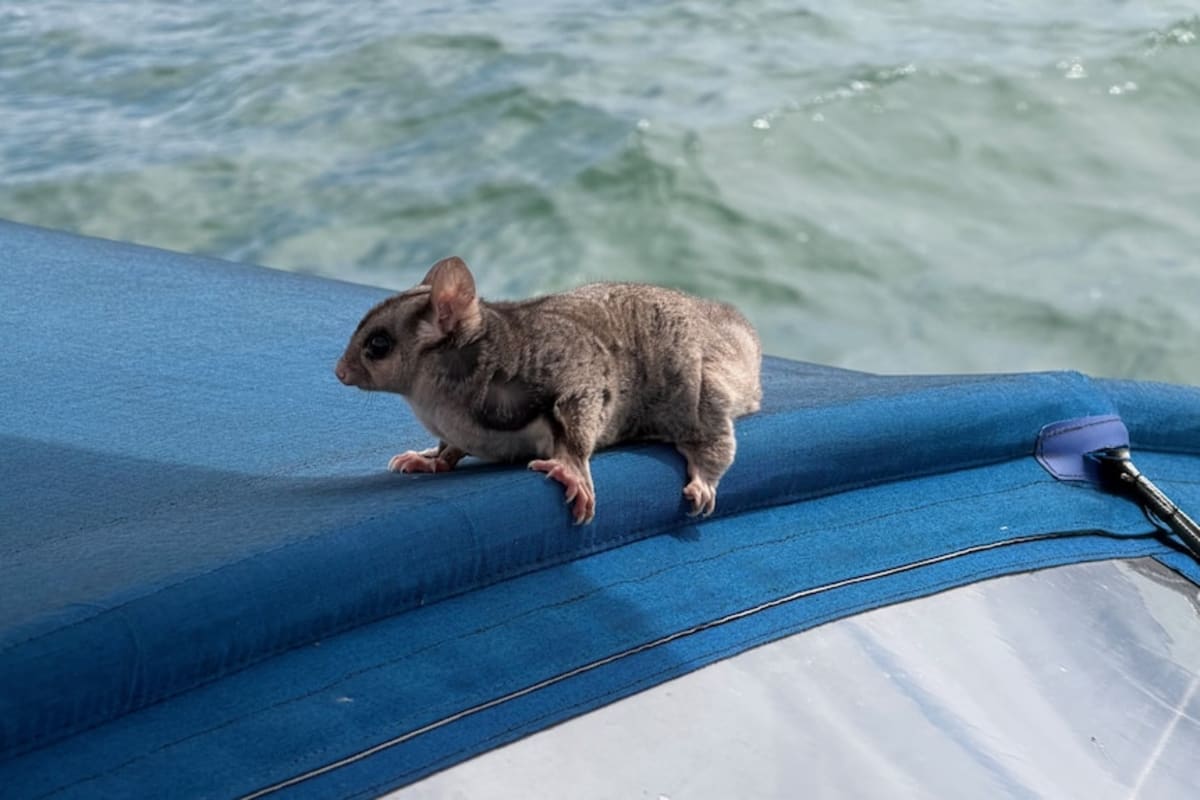 Stowaway Sugar Glider Rescued After Sailing Moreton Bay - Image 4