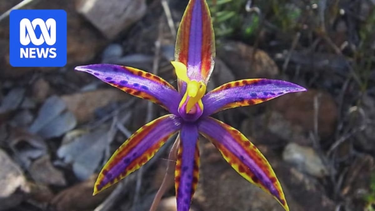 Western Australia's Wildflowers Bloom 365 Days a Year