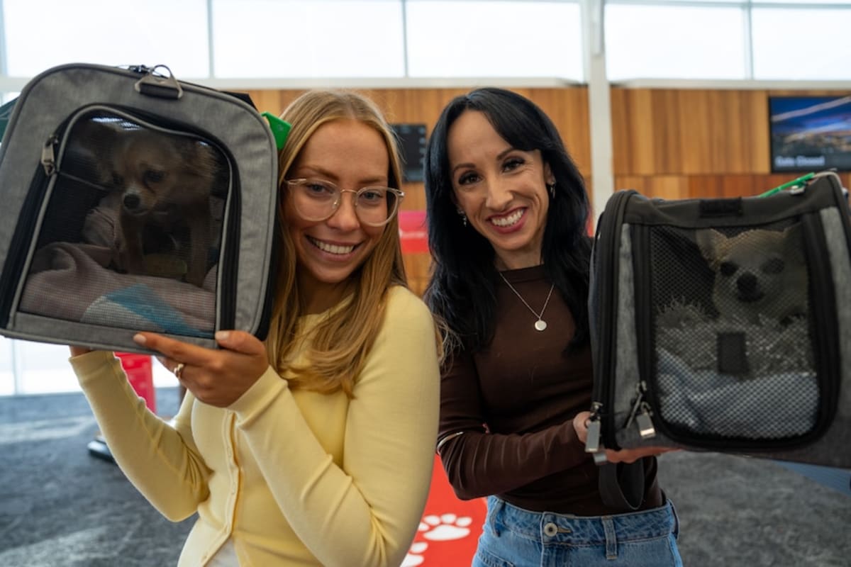 Virgin Australia Expands Pet-Friendly Flights to Adelaide - Image 4