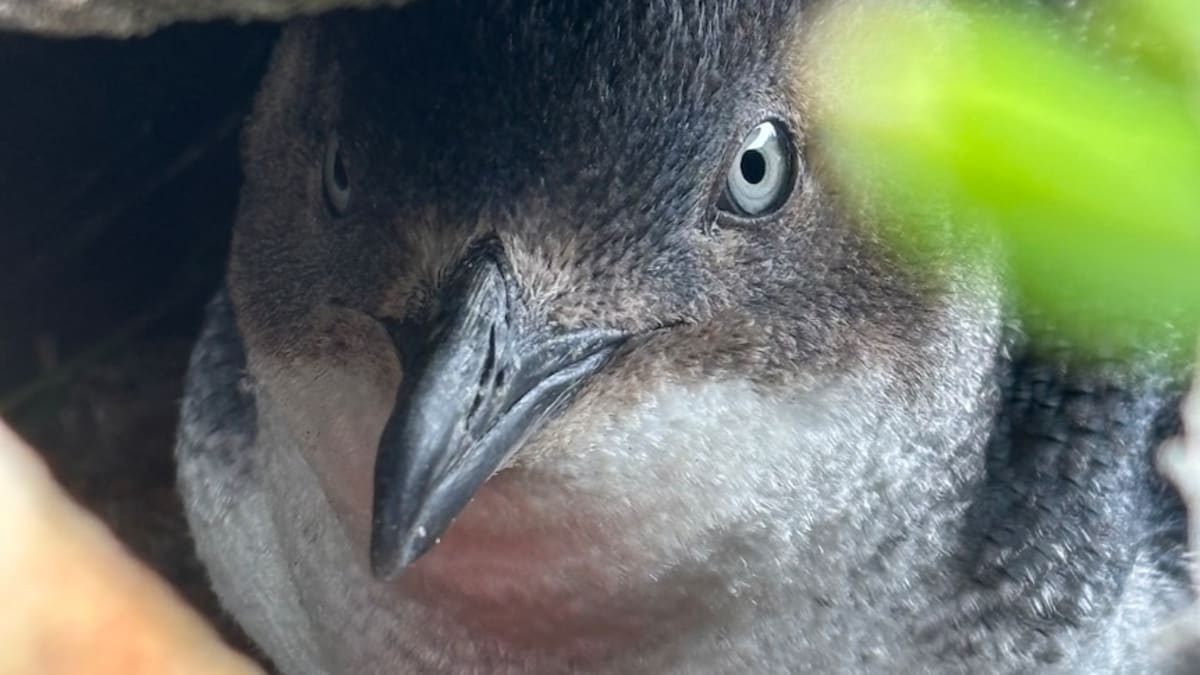 Kangaroo Island's Little Penguins Bounce Back After Crisis - Image 2