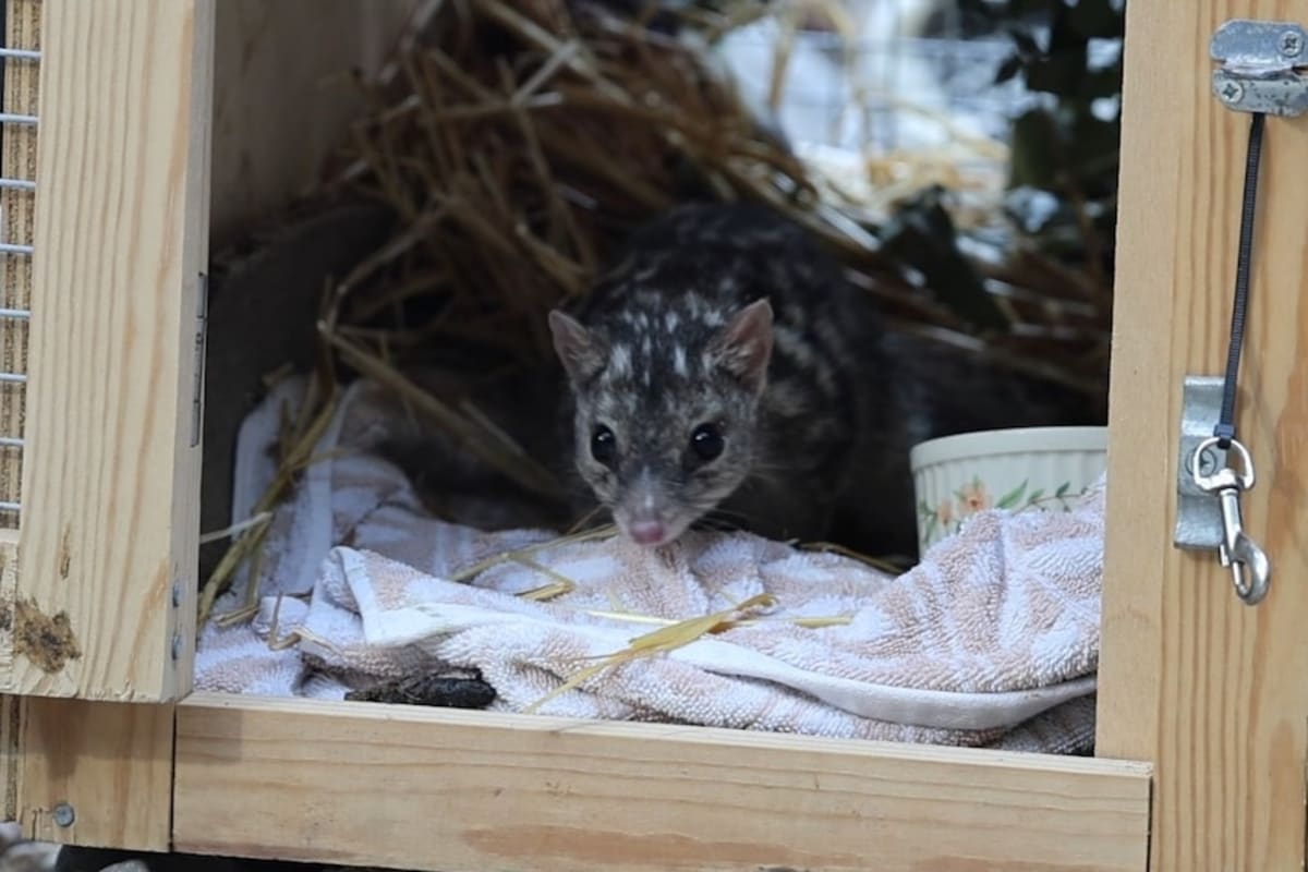 Endangered Quoll Survives 600km Truck Ride to Brisbane - Image 4