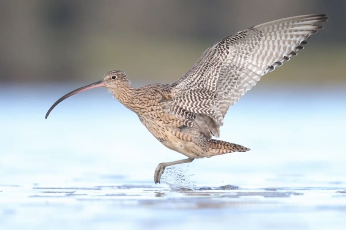 Drones and AI Speed Up Bird Conservation by 85 Times - Image 4
