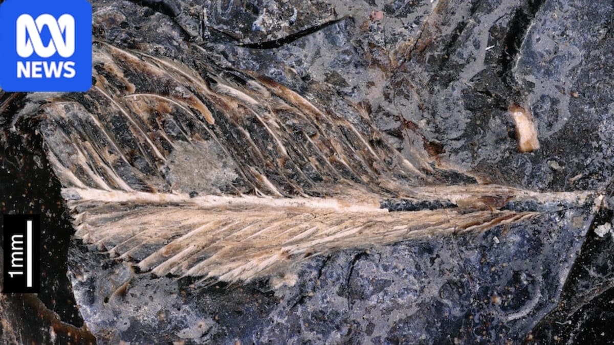 Dinosaur Poop Fossil Reveals Stunning 66-Million-Year Feather