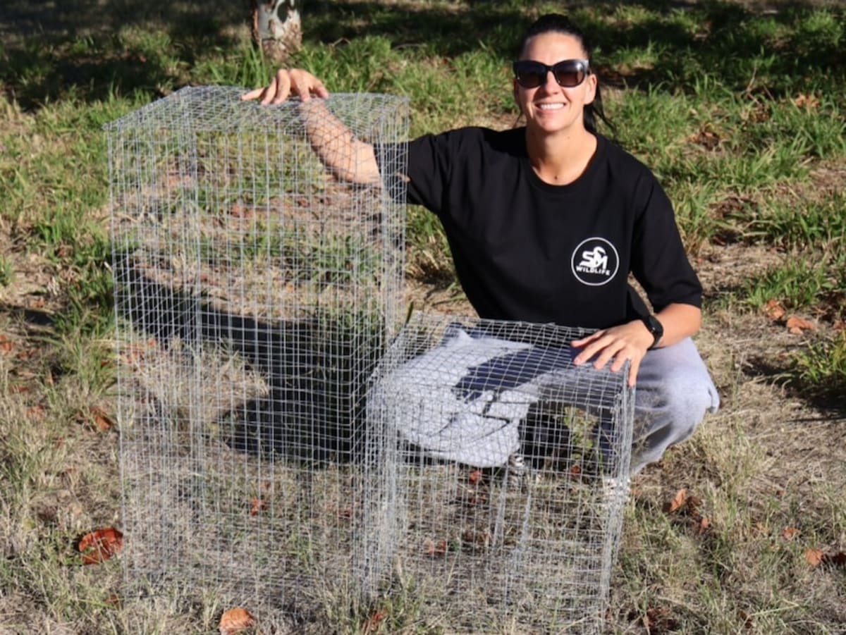 Queensland Town Traps 80 Invasive Birds in DIY Program - Image 3