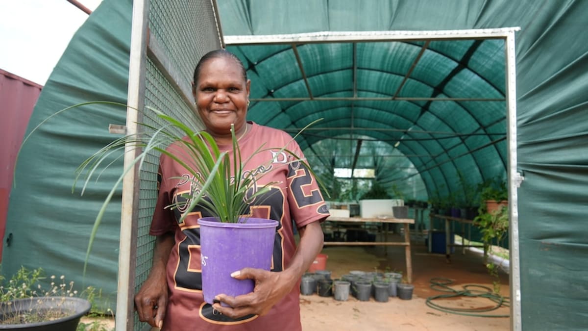 Indigenous Tree Planters Heal Mining Land in Tennant Creek - Image 3