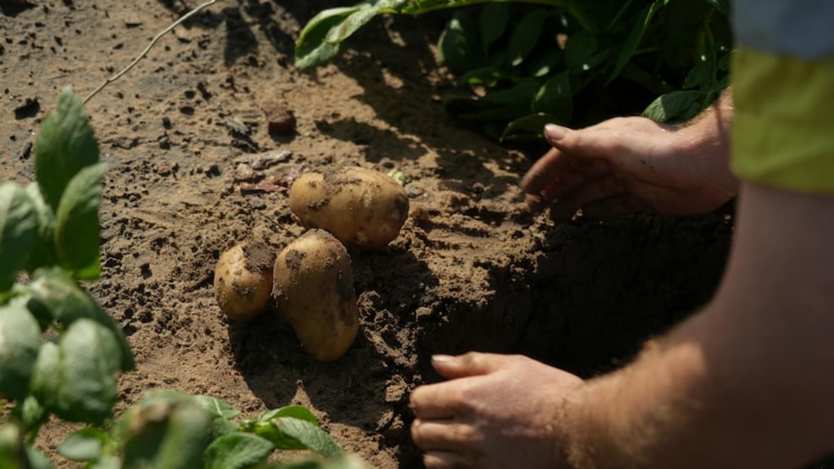 Australia's Top End Grows First Potato Crop in 20 Years - Image 3