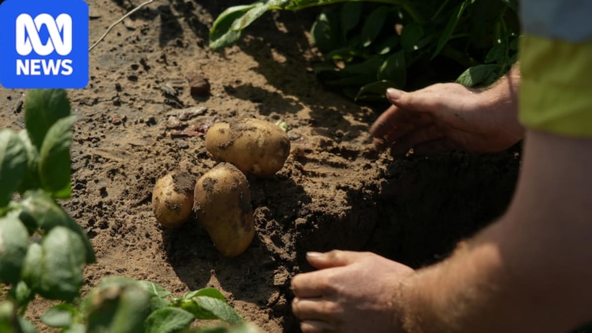 Australia's Top End Grows First Potato Crop in 20 Years