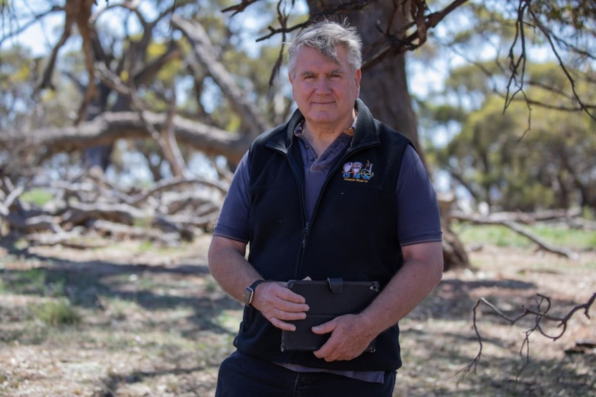 Rain Brings Rare Bird Boom to Drought-Hit South Australia - Image 4