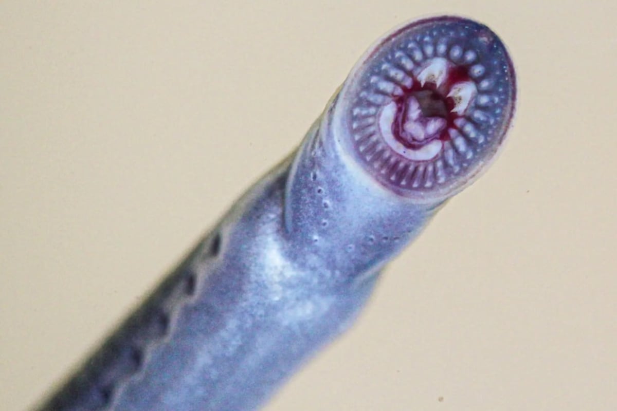 Scientists Find Three 'Vegan Dracula' Fish in Queensland - Image 3