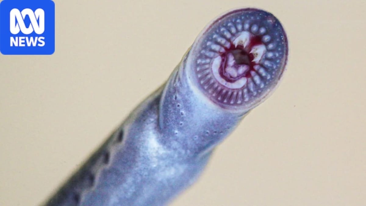 Close-up of Australian brook lamprey showing circular rows of sharp teeth around suction-cup mouth