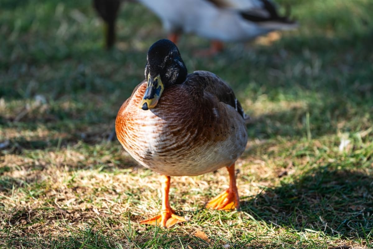 Tasmania Races to Save Native Duck Before It's Too Late - Image 5